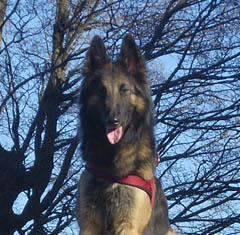 Kaya