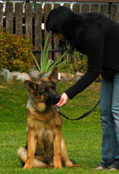 Schäferhundwelpe