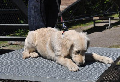 Golden Retriver