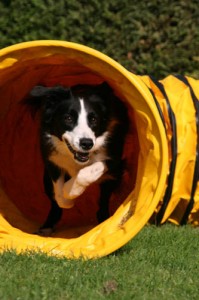 Agility Tunnel