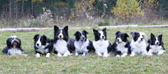 Hundegruppe