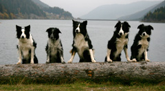 Tilly, Ziva, Scotty, Hermi, Tyra