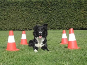 Joy bei der Übung mit der Box